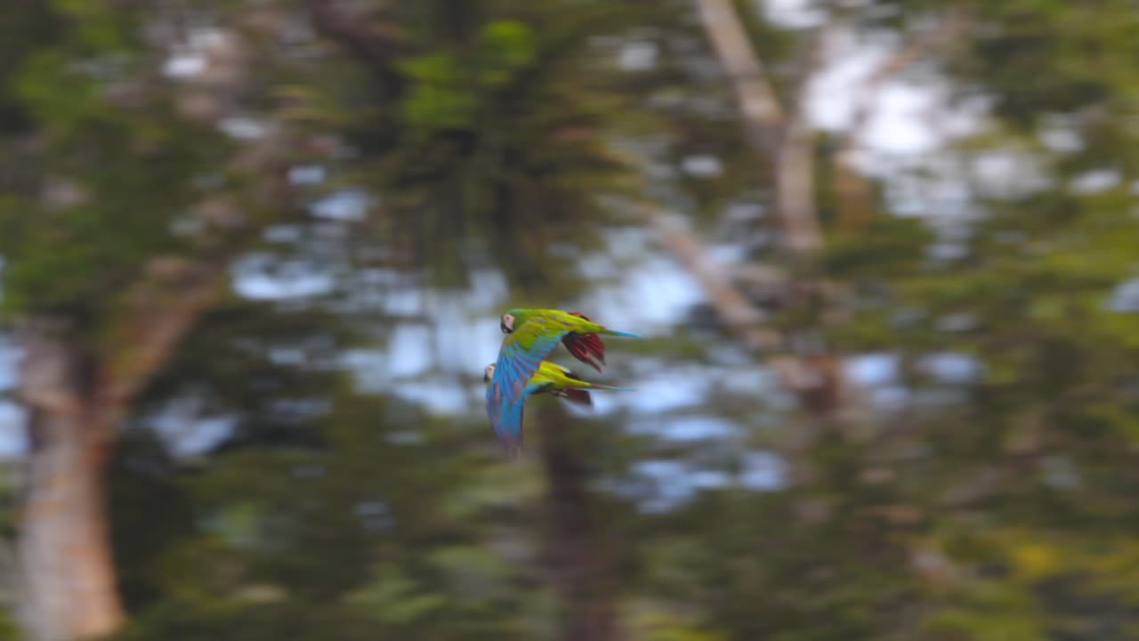 Pair of Chestnut fronted Macaws flying in sync over the rain forest canopy of the Peruvian Amazon