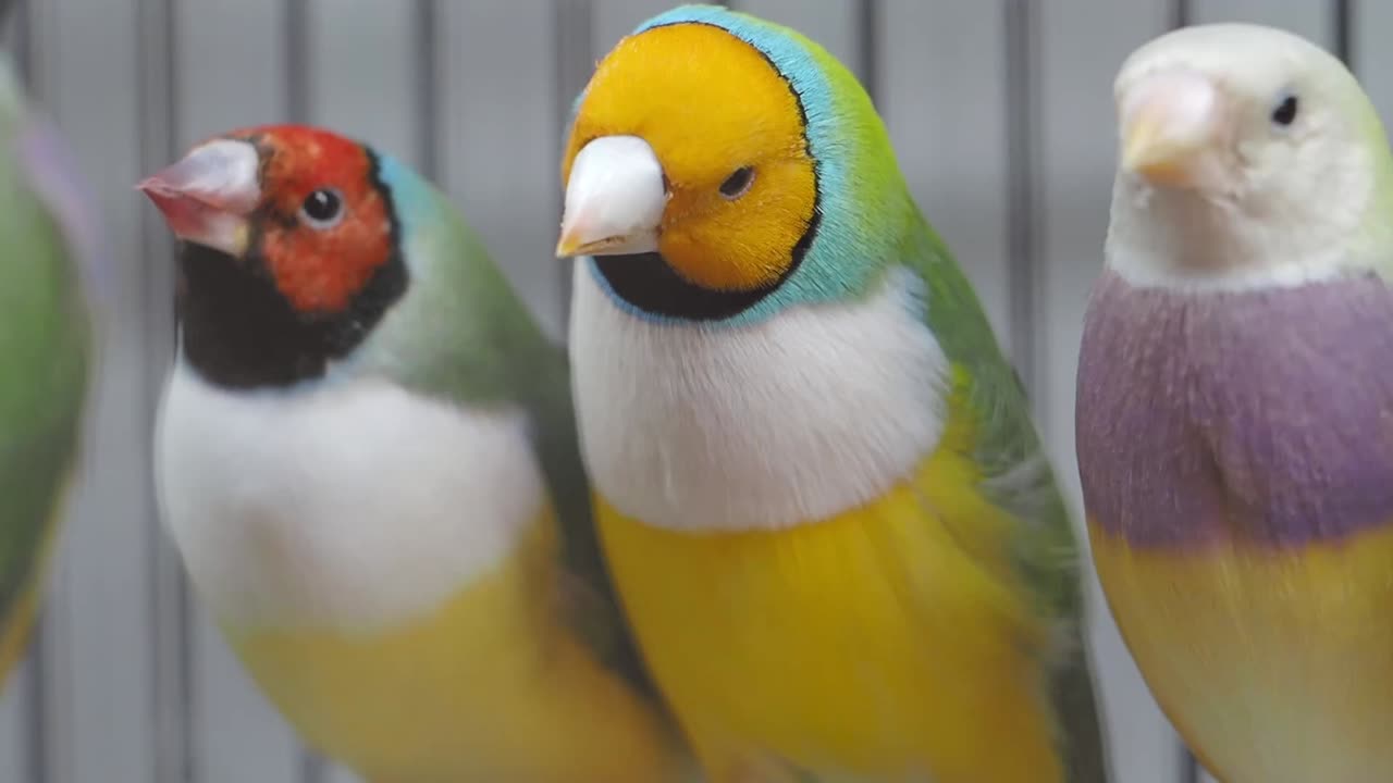 Three Colorful Gouldian Finches