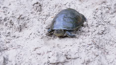 european river turtle crawling by wet sand to the water. 4k. slow motion