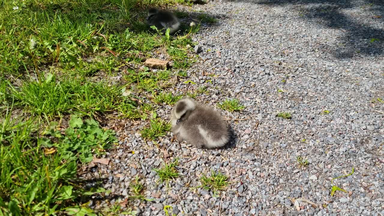 A fluffy barnacle gosling rests in the warm sunlight, slowly drifting off to sleep. Filmed in Stockholm, Sweden
