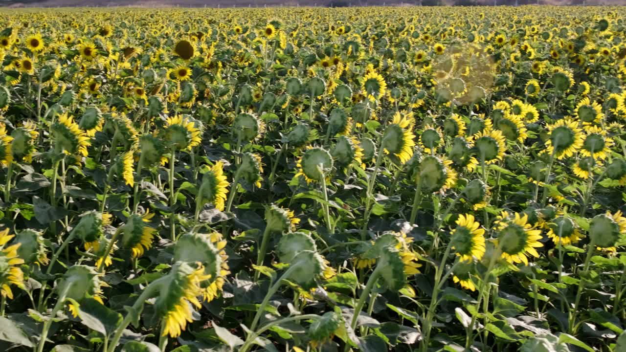 кадр пейзажа на подсолнечном поле с движением камеры.