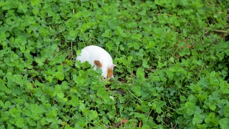 Meerschweinchen,-Das-Auf-Dem-Grünen-Kleefeld-Weidet