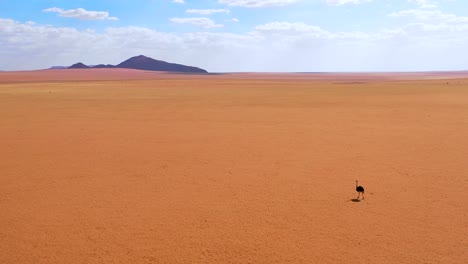 antena como un avestruz muy solitario camina por las llanuras de áfrica en el desierto de namib namibia 2