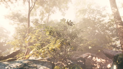 sunlight filtering through the fog in a forest