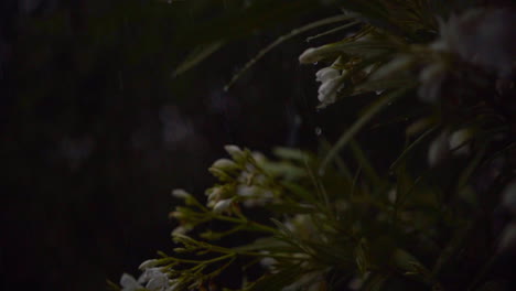 Storm-outside---raindrops-are-falling-on-the-plants