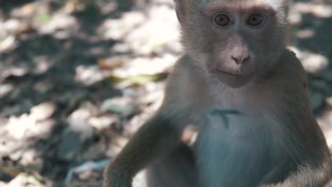 closeup of baby wildlife monkey gazing into the camera while chewing food in good weather