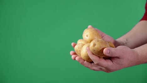 male hands holding untreated fresh potatoes.