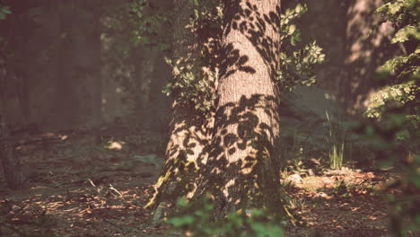 wooded forest trees backlit by golden sunlight