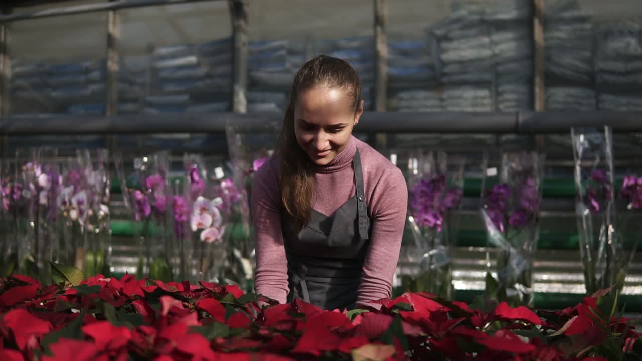 Young woman in the greenhouse with flowers checks a pot of red poinsettia on the shelf. Smiling female florist in apron examining and arranging flowerpots with red poinsettia on the shelf