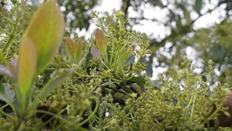 flores de aguacate en michoacan en un día nublado