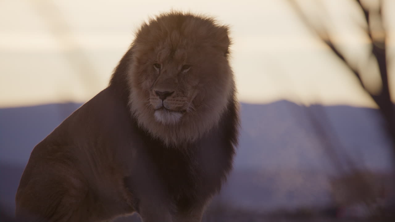 el sabio rey león sentado frente a un amanecer