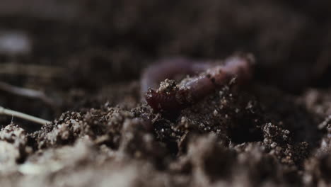 macro shot of earth worm in the dirt