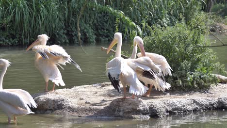 group of pelicans resting on rocky island surrounded by natural pond during sunny day - slow motion medium shot