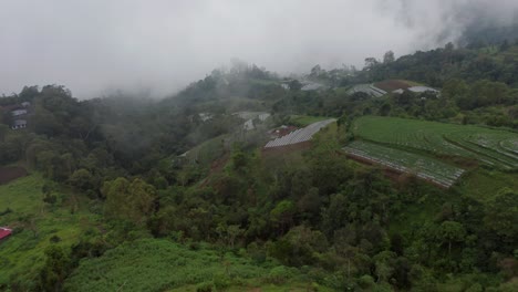 farm field on mountain slope in middle of lush green jungle with mist, aerial