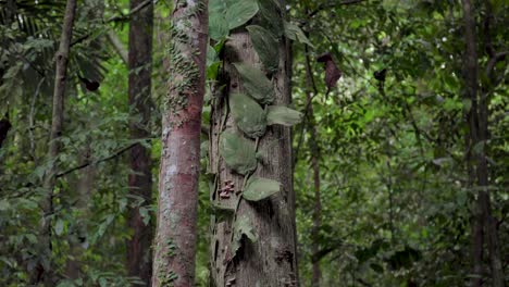 close up and tilt up shot of parasitic vines foliage leaves wrapped around tree trunk in tropical rainforest, mountain forest, jungle