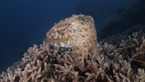 Sepia,-cuttlefish-on-a-tropical-coral-reef-changing-color-and-texture-to-camouflage-and-blend-with-the-environment