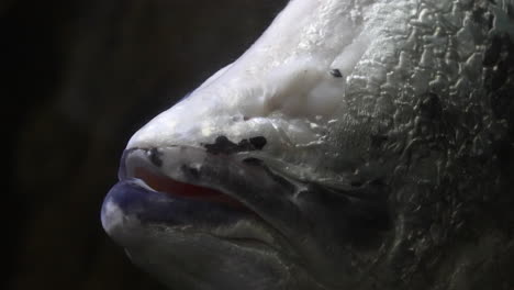 head and large mouth of a blind clown knifefish