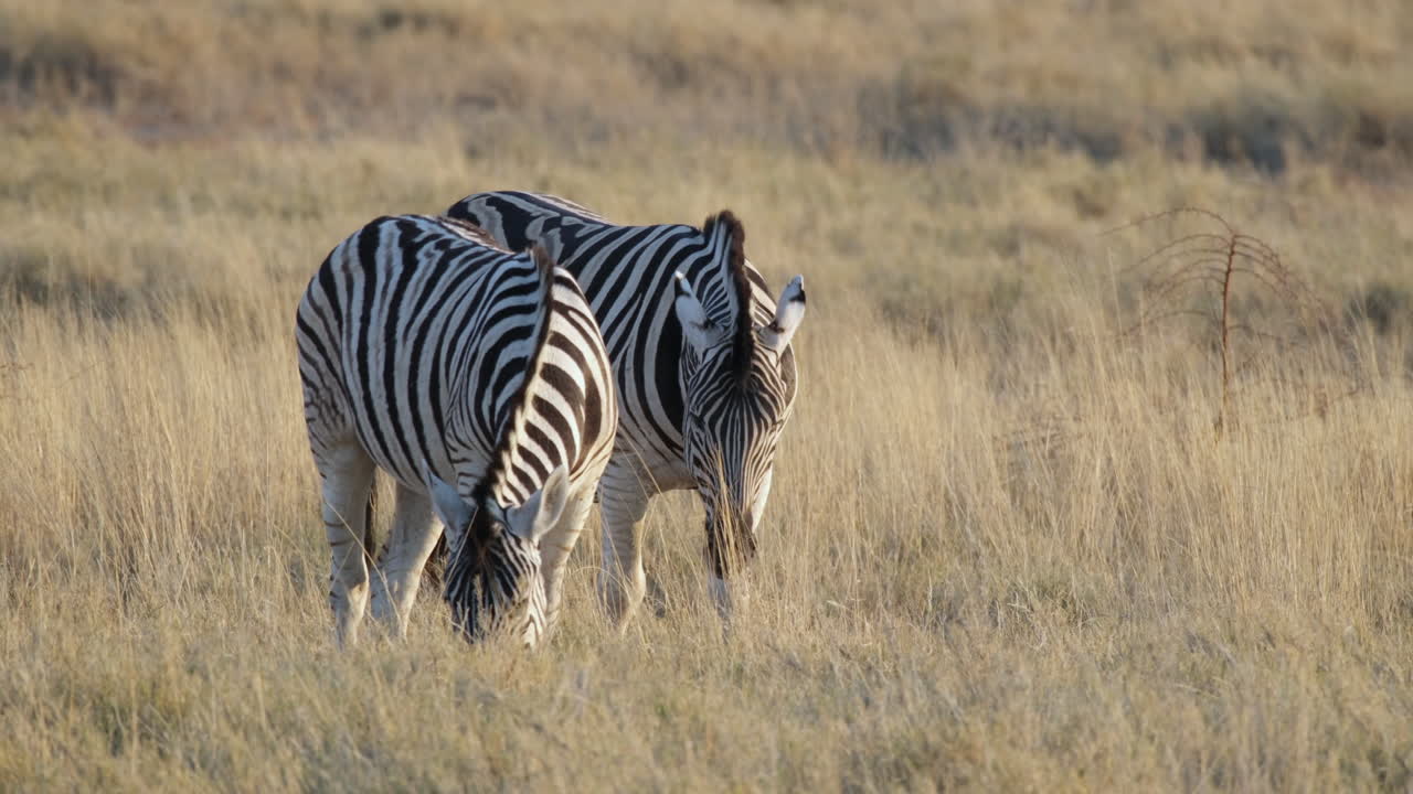 Zebre nella riserva naturale di fauna selvatica in Africa Meridionale