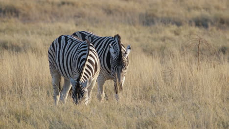 Zebras-On-The-Wildlife-Nature-Reserve-In-Southern-Africa