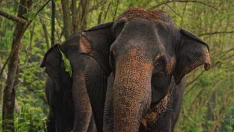 a herd of sri lankan elephants moves gracefully through the dense, green jungle.