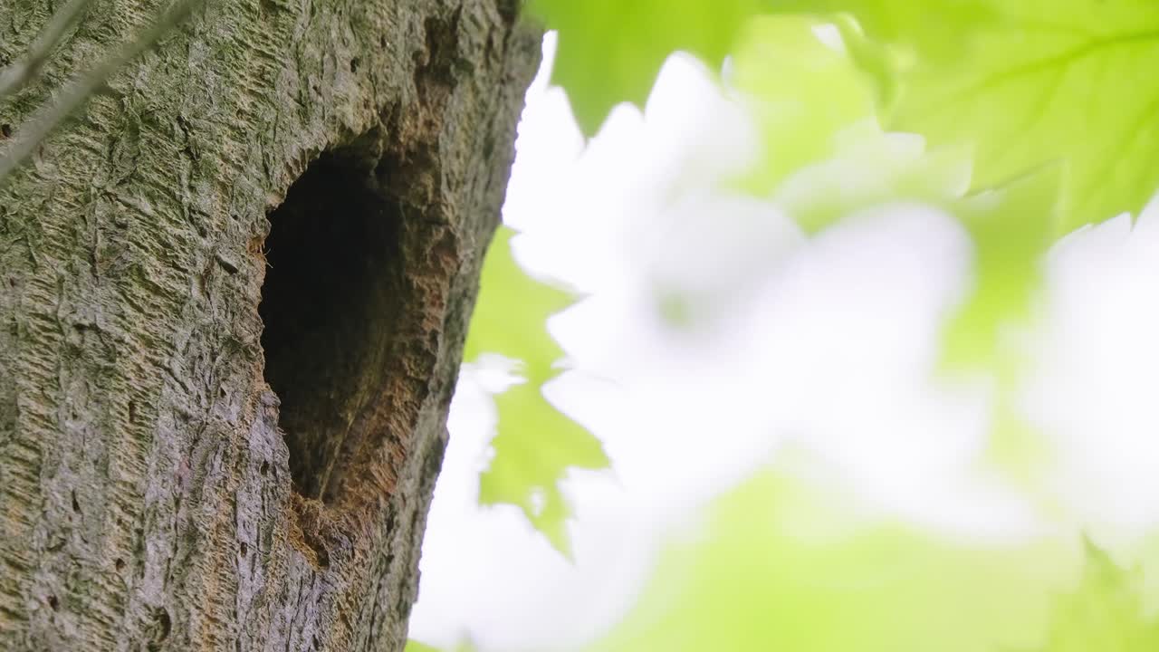 Scene of baby woodpecker hiding inside hole tree nest fed by adult mother, static closeup, day