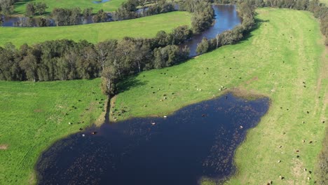 Gran-Toma-Aérea-De-Ganado-Pastando-En-Y-Cerca-De-Los-Lagos-En-Moruya,-Nueva-Gales-Del-Sur,-Australia