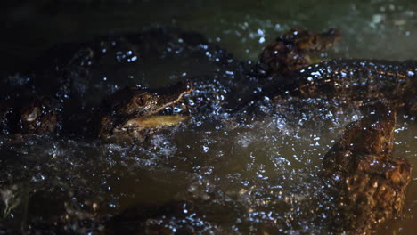Splashing-caiman-lizards-slow-motion-in-water