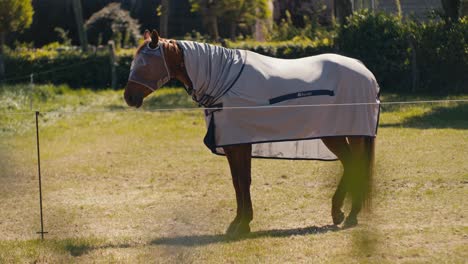 a horse animal livestock is standing outside on a sunny day in suburban rural area with filmic digital film look style