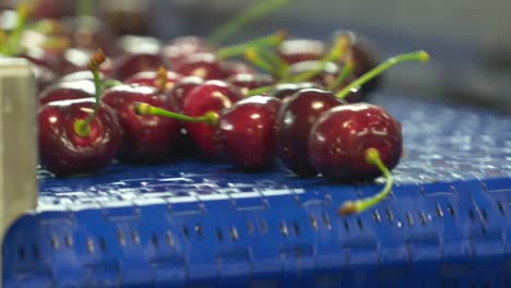 cherry factory. close up, packing, choosing, washing cherries