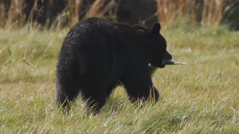 Schwarzbär-Findet-Lachs-Im-Gras-Und-Geht-Damit-Weg