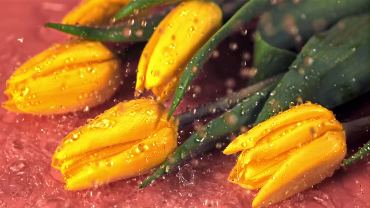 Movimento lento: gocce d'acqua che cadono su tulipani gialli freschi