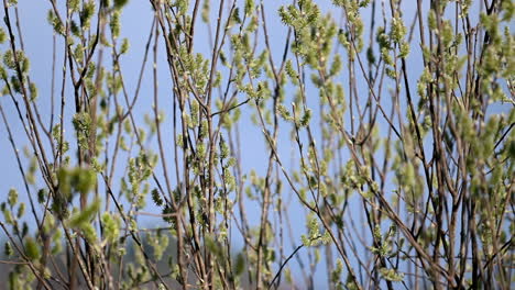 background of green leaves and sky