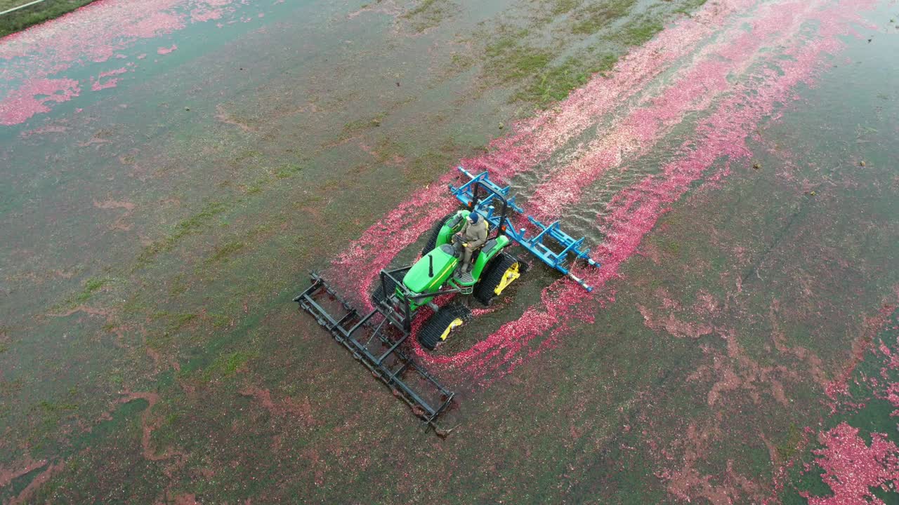 A harrow tractor slowly works its way through a cranberry bog gently knocking cranberries off their vine allowing their buoyancy to float them to the water's surface