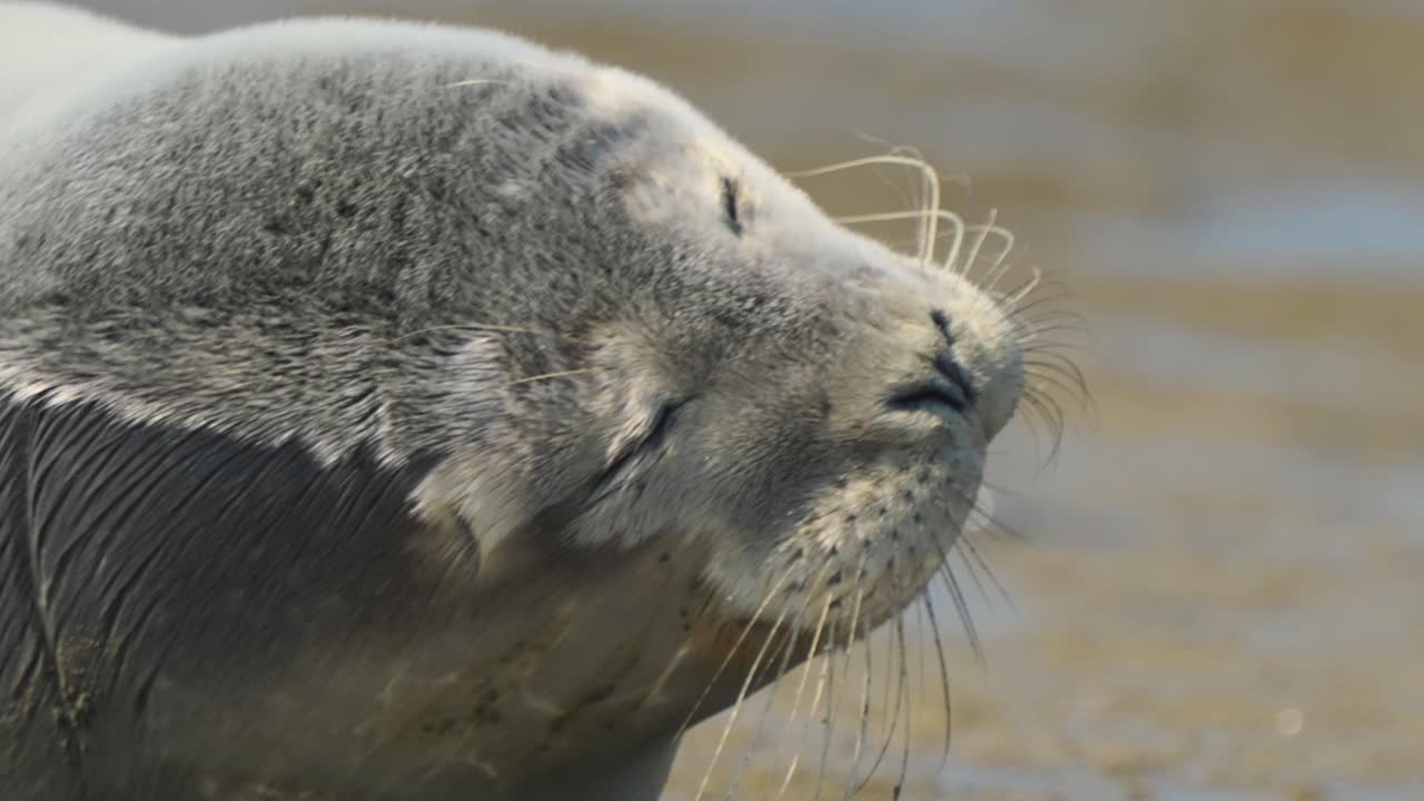 antena - foca común en una marisma, islas wadden, países bajos, zoom de primer plano