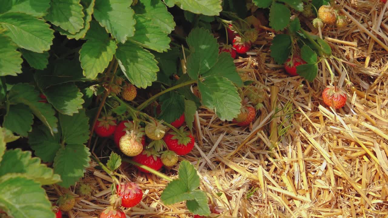 딸기  ⁇   ⁇ 매트