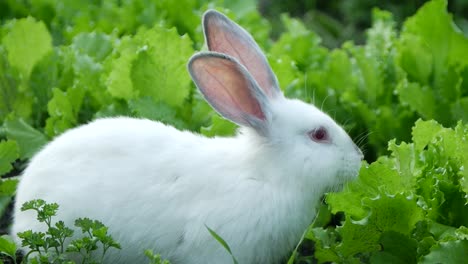 white rabbit eating lettuce