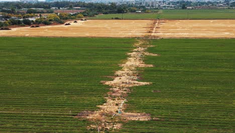 Eine-Drohnenaufnahme-Eines-Riesigen-Gelbgrünen-Feldes,-Mit-Einer-Stadt-Voller-Gebäude-Davor,-4K-Video,-Israel