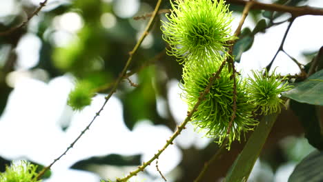 close up of lychees fruits with soft wind that shakes the branch