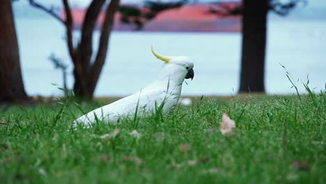 Yellow-crested-Cockatoo-Eating-Grass-On-Park---Kamay-Botany-Bay-National-Park,-Kurnell,-NSW,-Australia