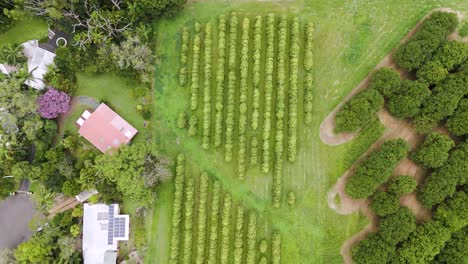 aerial footage of a macadamia farm and house