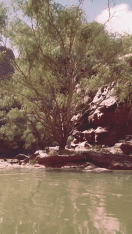 tranquil river scene with a lone tree