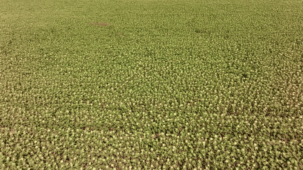 vista aérea de un campo de girasoles