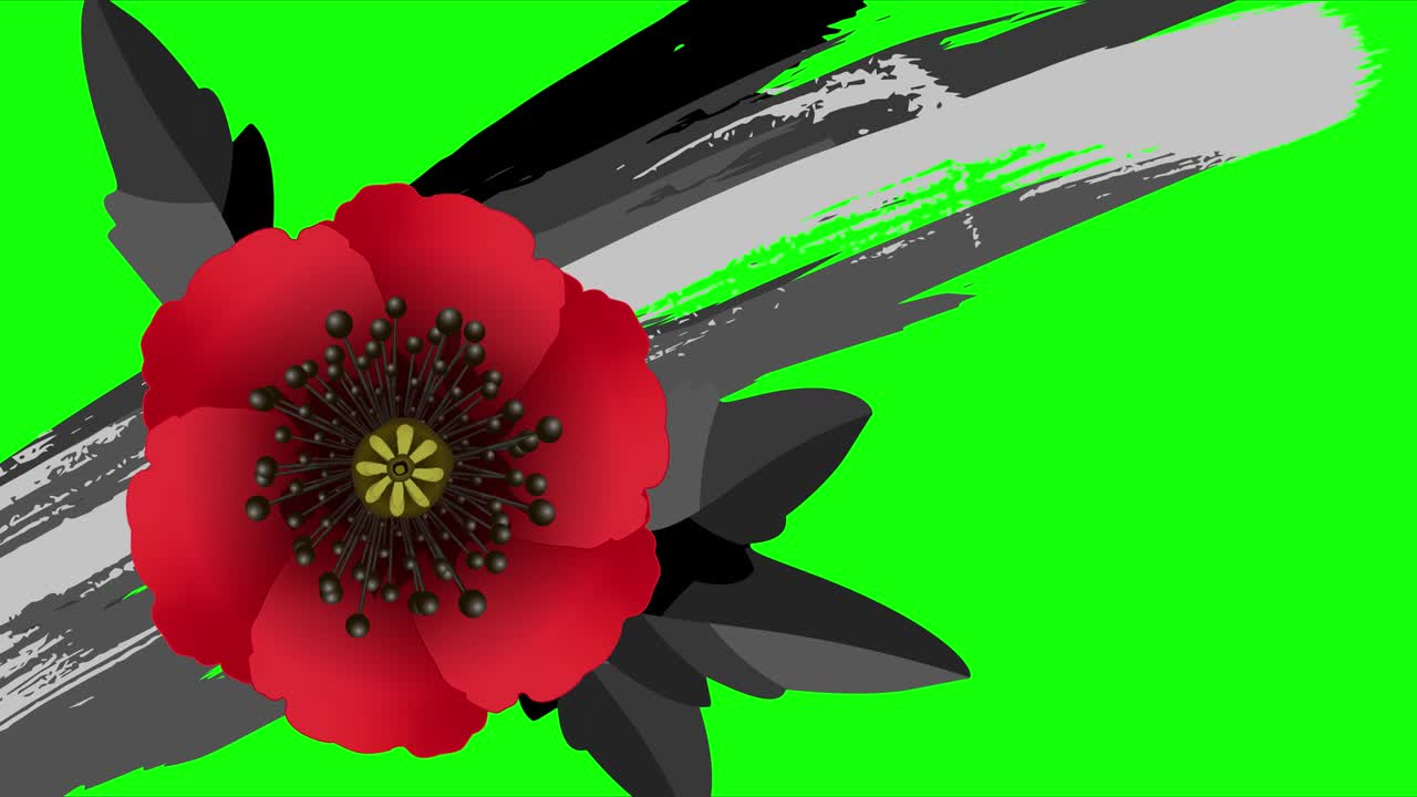 Motion graphic for Anzac Day on 25 April. Remembrance day lest we forget. Animation red poppy flower international symbol of peace on the green screen. Stock video 4k