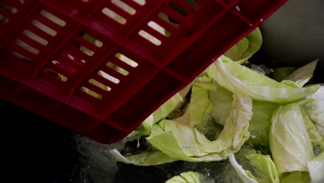 after cutting the cabbages, they are thrown into the water in a container