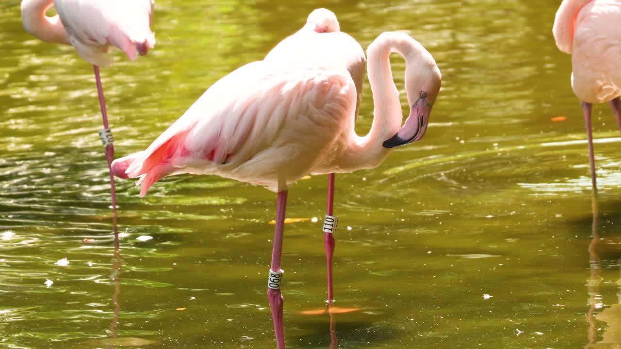 홍콩 공원에서 화려하게 먹이를 먹는 플라밍고