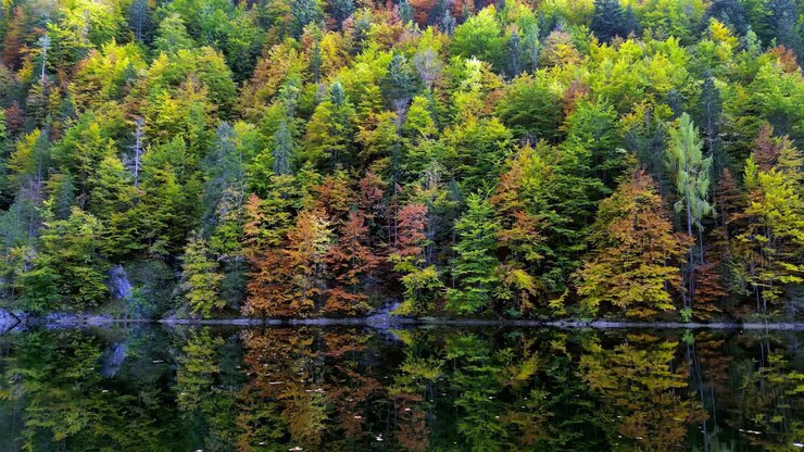Plongez dans la sérénité d'un lac cristallin niché au cœur d'une forêt verdoyante.