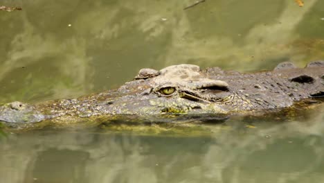 static closeup of crocodile laying in wait on murky water surface scanning the horizon