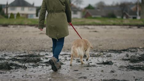 Woman-walks-golden-retriever-on-beach,-slow-motion