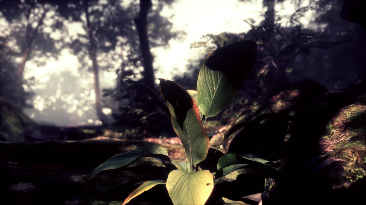 bosque verde con un rayo de luz