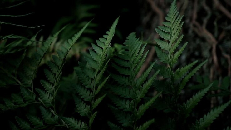 Beautiful details of fern foliage